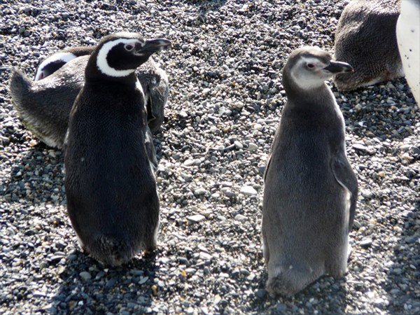 Магеллановы пингвины